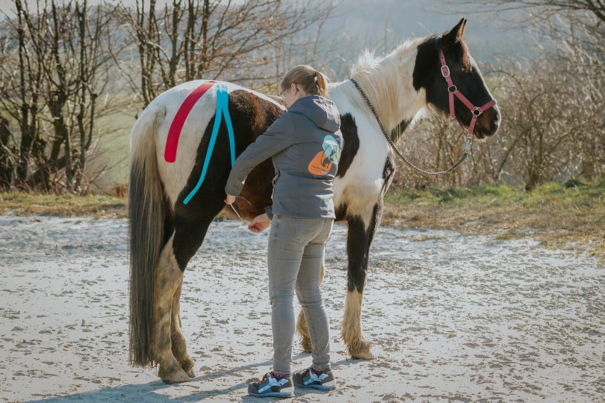 Kinesiotaping am Pferd durch eine Tierosteopathin