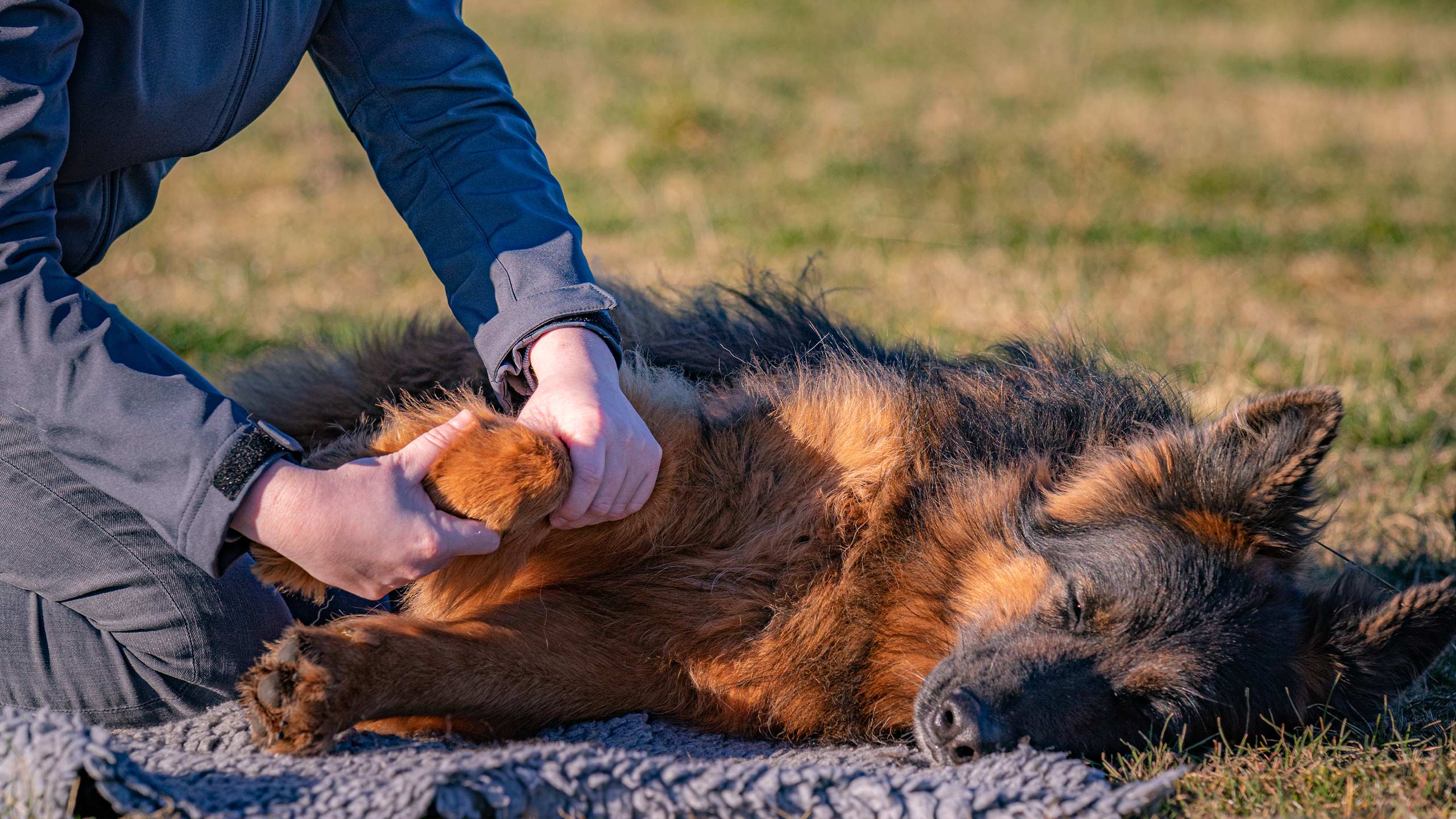 Hund liegt entspannt während der Hundeosteopathie