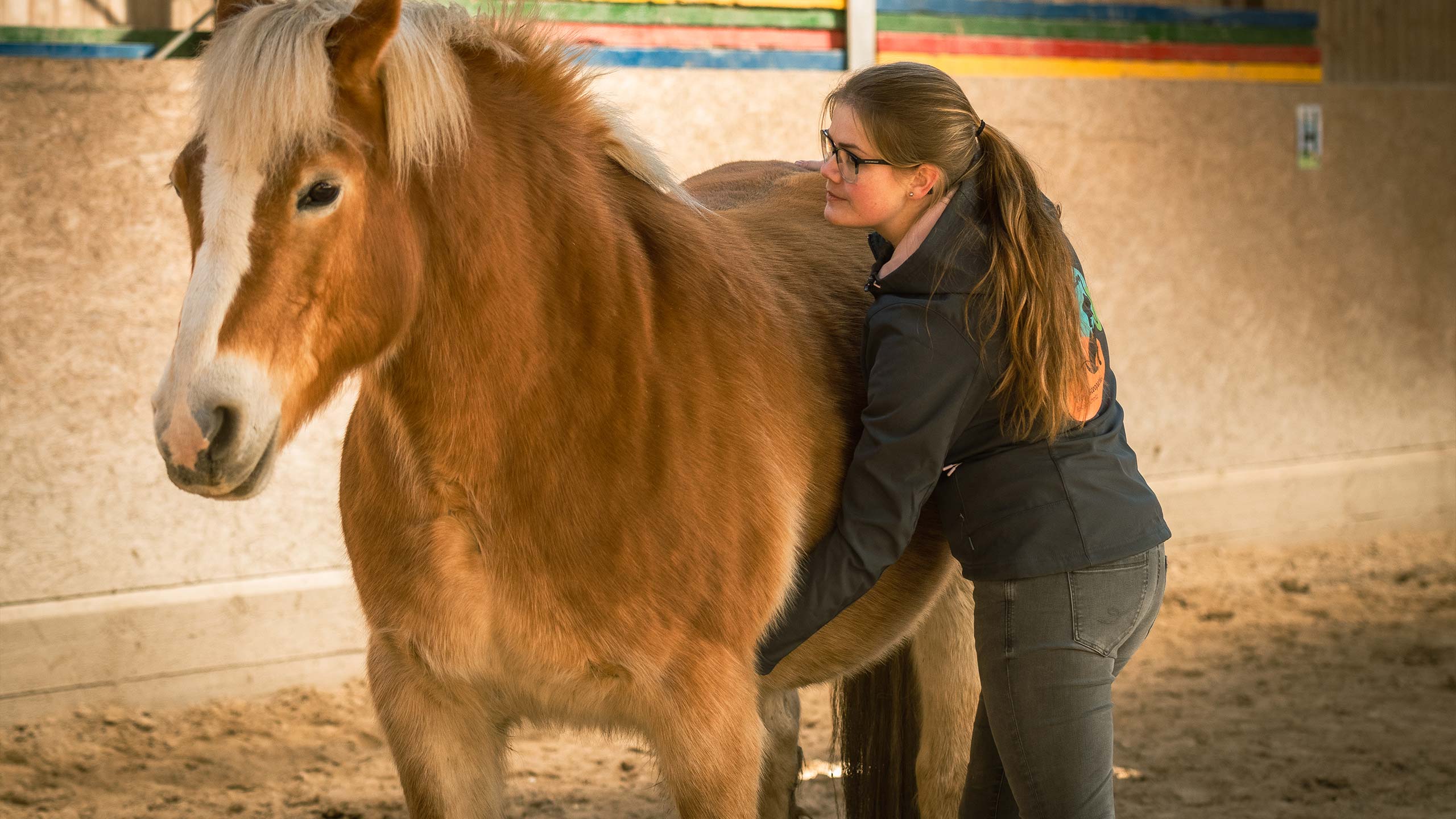 Tierosteopathische Behandlung an einem Pferd